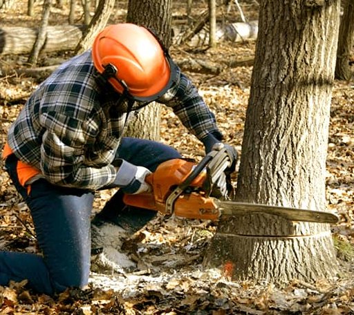 Tree Removal in Holdenville, OK